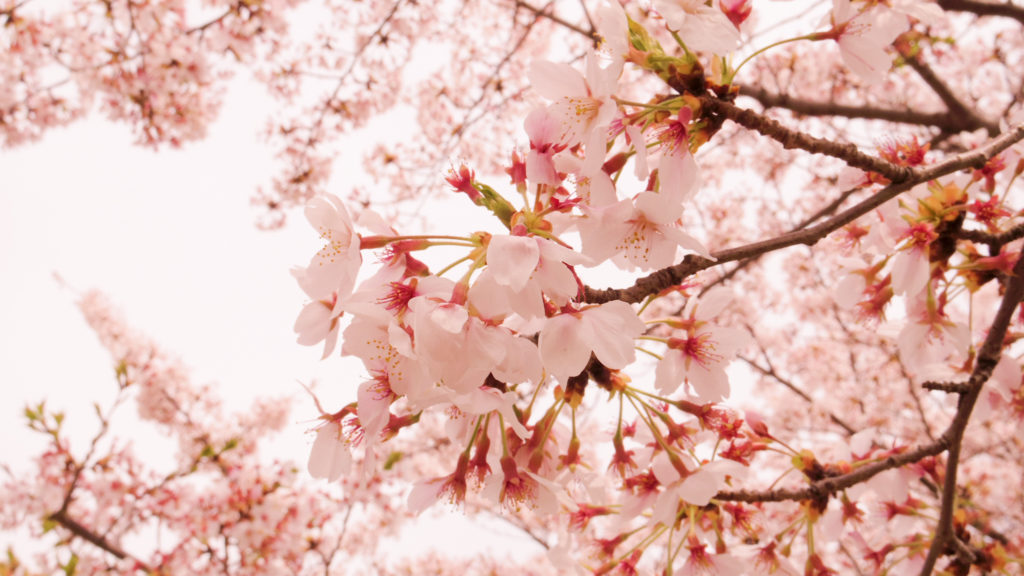 桜の開花宣言🌸4月上旬に見ごろ？？？ 画像