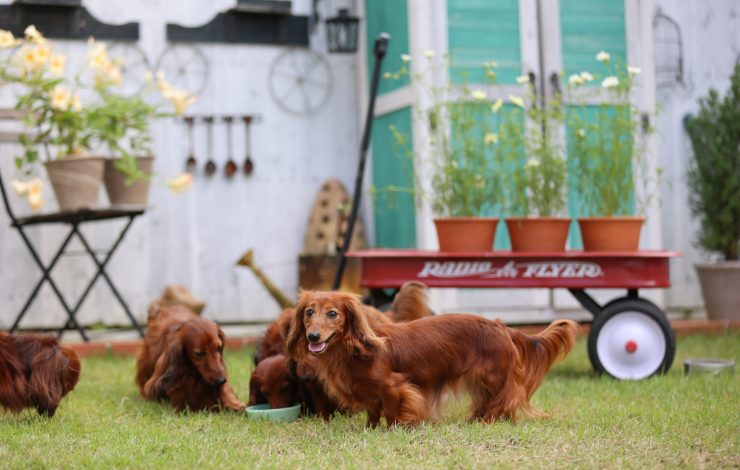 犬　ドッグラン　写真